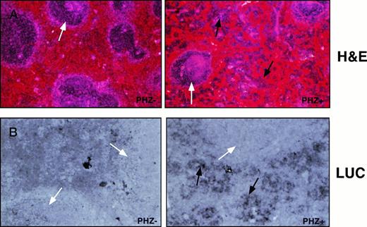Fig. 4. Cellular expression of the luciferase reporter gene in the spleen. Sections of spleen from control-treated or PHZ-treated −4.0 TG mice were (A) stained with hematoxylin/eosin to assess cell lineage or (B) probed for luciferase expression with an antisense DIG-labeled luciferase RNA probe and counterstained with eosin. Lymphatic nodules are noted with a white arrow (A and B) and erythroid precursor cell clusters are noted with a black arrow (A and B, PHZ+). Hybridization to sense RNA probes gave no detectable signal (not shown).