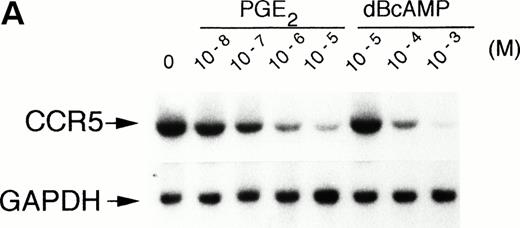 Fig. 1. Effect of PGE2 and dBcAMP on CCR5 mRNA expression. (A) Human monocytes were incubated for 4 hours with graded concentrations of PGE2 or dBcAMP and total RNA was extracted, separated, and analyzed by Northern blotting for CCR5 mRNA expression. (B) Kinetics of PGE2 downregulation of CCR5 gene expression. Cells were incubated in the absence or presence of PGE2 10−5 mol/L for the indicated time periods followed by Northern blot analysis of CCR5 mRNA expression. (C) Effect of PGE2 on CCR5 mRNA stability. Monocytes were incubated 1 hour with medium or PGE2 10−5mol/L before mRNA synthesis was stopped by the addition of actinomycin D (5 μg/mL). At the indicated times thereafter, total RNA was prepared and analyzed by Northern blot. The figure illustrates the autoradiogram of one representative experiment with percentages of remaining CCR5 mRNA relative to the values at time 0, corrected for corresponding GAPDH values. n = 2 to 4 independent experiments.