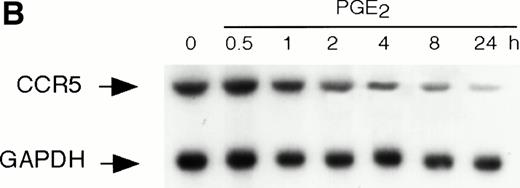 Fig. 1. Effect of PGE2 and dBcAMP on CCR5 mRNA expression. (A) Human monocytes were incubated for 4 hours with graded concentrations of PGE2 or dBcAMP and total RNA was extracted, separated, and analyzed by Northern blotting for CCR5 mRNA expression. (B) Kinetics of PGE2 downregulation of CCR5 gene expression. Cells were incubated in the absence or presence of PGE2 10−5 mol/L for the indicated time periods followed by Northern blot analysis of CCR5 mRNA expression. (C) Effect of PGE2 on CCR5 mRNA stability. Monocytes were incubated 1 hour with medium or PGE2 10−5mol/L before mRNA synthesis was stopped by the addition of actinomycin D (5 μg/mL). At the indicated times thereafter, total RNA was prepared and analyzed by Northern blot. The figure illustrates the autoradiogram of one representative experiment with percentages of remaining CCR5 mRNA relative to the values at time 0, corrected for corresponding GAPDH values. n = 2 to 4 independent experiments.