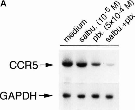 Fig. 2. Modulation of CCR5 mRNA expression by salbutamol and/or pentoxifylline. (A) Monocytes were incubated for 4 hours with medium, salbutamol, pentoxifylline, or both drugs. Northern blot analysis of CCR5 mRNA expression is illustrated. (B) Cells were incubated with medium or the combination of pentoxifylline (ptx) and salbutamol (salbu) for the indicated time periods and CCR5 mRNA expression was analyzed by Northern blot. n = 2 to 4 independent experiments.