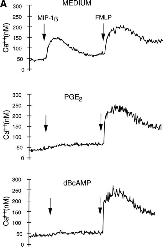 Fig. 4. Mobilization of Ca2+ and chemotaxis of monocytes. (A) Cells were incubated for 24 hours in the absence or presence of PGE2 (10−5 mol/L) or dBcAMP (10−-4 mol/L), washed, and loaded with Fura-2 AM; increases in intracellular Ca2+ upon addition of MIP-1β (100 ng/mL) were measured with a fluorescence spectrophotometer. (B) Chemotactic activity of MIP-1β in a modified Boyden-chamber chemotaxis assay. Data are expressed as means ± SEM of three or more experiments. Statistically significant differences between control and treated cells are indicated (*P < .05, ** P < .02, unpaired t-test; n = 3 to 6 independent experiments).