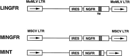 Fig. 1. Schematic representation of NGFR-encoding retroviral vectors. The LXSN type of MoMLV vector was used as the parental vector backbone in the construction of LINGFR and the MSCVneoEB vector was used to derive the MINGFR and MINT vectors. In all cases, a NGFR gene has been placed downstream of an IRES, replacing the previousneo genes driven by internal promoters. Inclusion of the IRES potentially allows for coexpression of an upstream gene on bicistronic transcripts which also encode the NGFR reporter. The LTR of MoMLV directs NGFR gene transcription in LINGFR whereas the MSCV LTR is used to express the NGFR gene in MINGFR and MINT. The NGFR gene in MINT was truncated after the transmembrane (TM) domain.