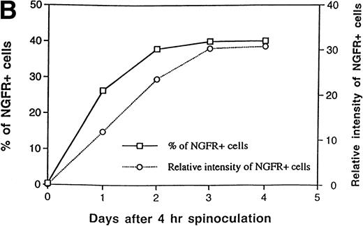 Fig. 2. FACS analysis of NGFR expression in retrovirally transduced TF1 cells. (A) Histograms of TF1 cells expressing the NGFR transgene after transduction with the LINGFR, MINGFR, or MINT vectors. TF1 cells were transduced with equal volumes of amphotropic viral supernatants for 4 hours (as described in Materials and Methods) and NGFR expression was analyzed by FACS 4 days later after staining for cell-surface NGFR with a FITC-conjugated anti-NGFR antibody. The profile of nontransduced TF1 cells (thin lines representing 0.5%) was overlaid to highlight transduced cell NGFR+ populations. Approximately 62%, 59%, and 40% of TF1 cells were transduced with the LINGFR, MINGFR, and MINT vectors, respectively. (B) Kinetics of NGFR expression in TF1 cells after transduction with the MINT vector. After 4-hour exposure to MINT vector supernatant, TF1 cells were either processed immediately (day 0) or cultured for 1, 2, 3, or 4 days and then stained for NGFR expression. Based on FACS histograms as shown in (A), the percentages of NGFR-expressing cells and relative levels of NGFR expression in transduced cells were plotted as a function of time in culture. The relative intensity of NGFR expression is defined by increased mean fluorescence intensity (MFI) normalized by the MFI of nontransduced cells.
