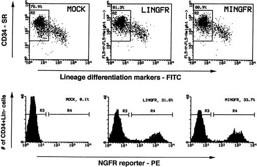 Fig. 3. FACS analyses of NGFR transgene expression in transduced CD34+Lin− cells. Sorted human mPB CD34+Lin− cells were activated and transduced with LINGFR or MINGFR vector supernatants. Two days after viral transduction (4 days in culture), expression of CD34 (stained with an SR-conjugated antibody) and the Lin markers (stained with FITC-conjugated antibodies) were analyzed (dot plots in upper panels). Live cells which retained the CD34+Lin−phenotype were gated (R2 regions) and percentages of gated cells among the total live cells were determined (≈80% in all cases). Efficiencies of gene transfer and expression levels in these CD34+Lin− cell populations were assessed by presence of NGFR (stained by a PE-conjugated antibody) and are plotted as histograms in the lower panels. The gates set up to sort cells expressing NGFR (NGFR+, R4) and cells lacking the NGFR surface reporter (NGFR−, R3) are indicated as are the percentages of NGFR+ cells.