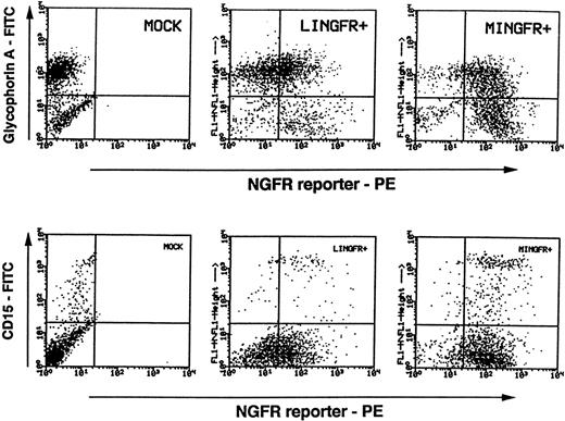 Fig. 4. LTR-mediated NGFR transgene expression in progeny of transduced CFC. Sorted NGFR-expressing, CD34+Lin− cells transduced with either the LINGFR (LINGFR+) or MINGFR (MINGFR+) vectors (see Fig 3) were assayed for CFC activity. After 14 days CFC numbers were enumerated (shown in Table 1), and total cells were obtained and stained for lineage markers and NGFR transgene expression. Fifty-two percent and 88% of erythroid cells (glycophorin A+), and 71% and 91% of granulocytes (CD15+) derived from LINGFR+ and MINGFR+ CFC, respectively, retained the NGFR reporter on cell surface.