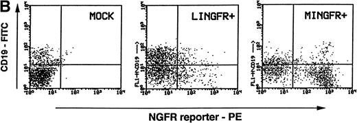 Fig. 5. Maintenance of NGFR transgene expression in CAFC progeny. (A) Sorted NGFR-expressing, CD34+Lin− cells transduced with either the LINGFR (LIN, NGFR+) or MINGFR (MIN, GFR+) vectors, or the sorted CD34+Lin− cells lacking NGFR expression at day 2 posttransduction with LINGFR (LIN, NGFR−) or MINGFR (MIN, NGFR−) vectors (see Fig 3) were plated on SyS-1 stromal cell monolayers. Two-fold serial dilution of 100 CD34+Lin− input cells were seeded per well and examined for cobblestone area (CA) formation weekly up to 6 weeks. The number of wells lacking any CA at week 5 were plotted as a function of numbers of sorted cells, respectively. The frequencies of CAFC were estimated based on Poisson distribution and the results are indicated. (B) NGFR transgene expression in B cells formed at week 6 of CAFC assays. CD19+ B cells (in addition to CD14+and CD15+ myeloid cells) were generated from sorted CD34+Lin−NGFR+ cells in the presence of SyS-1 stromal cells as shown by the presence of the CD19 marker. Among CD19+ B cells, approximately 14% and 50% of the progeny cells derived from LINGFR-transduced (LINGFR+) and MINGFR-transduced (MINGFR+) CD34+Lin−NGFR+ cells, respectively, expressed the NGFR transgene at the end of CAFC assays.