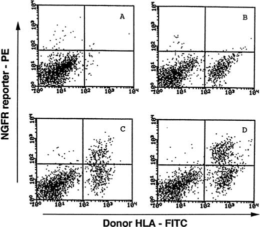 Fig. 6. Representative FACS analyses of NGFR transgene expression in progeny of MINGFR-transduced, CD34+Lin−cells recovered from SCID-hu bone mice. Harvested cells from implanted human bone fragments were stained with the FITC-conjugated MA2.1 antibody recognizing the donor cell's HLA, and the PE-conjugated anti-NGFR antibody recognizing the transgene expression on cell surface. Viable cells were then collected and analyzed by FACS. Bone fragments in the absence of injected cells (A) and the presence of mock-transduced cells (B) were included as controls to distinguish donor cells (MA2.1+) from endogenous human cells and/or contaminating murine cells (MA2.1−). Cells recovered from two different bone implants injected with sorted CD34+Lin−NGFR+ cells transduced with MINGFR are shown in (C) and (D). Approximately 35.5% (C) and 44.7% (D) of donor-derived cells were expressing the NGFR reporter after 9 weeks in vivo. See Materials and Methods for experimental details and Table 2 for a summary.