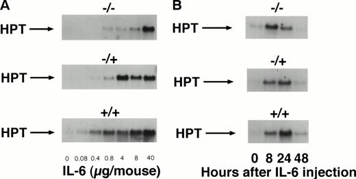 Fig. 2. Sensitization of target cells and increase of the plasma half- life of IL-6 in mice transgenic for the human soluble IL-6R. (A) Dose-response of the IL-6–induced hepatic acute phase protein expression. Haptoglobin expression in the liver of control mice (−/−) and heterozygous (−/+) and homozygous (+/+) mice was analyzed. Mice were injected intraperitoneally with various dosages of human IL-6 as indicated. Mice were killed 4 hours after injection. (B) Time course of the hepatic acute phase protein expression. Mice were injected intraperitoneally with 8 μg of human IL-6 and killed after the time periods indicated. Total RNA was prepared from the liver and subjected to Northern blot analysis. Filters were hybridized with a32P-labeled 0.9-kb HinfI restriction fragment of human haptoglobin cDNA. (C) Serum levels of human IL-6 in control mice or heterozygous (−/+) or homozygous (+/+) transgenic mice expressing the human soluble IL-6R were measured 4 hours after injection with a human IL-6–specific ELISA.