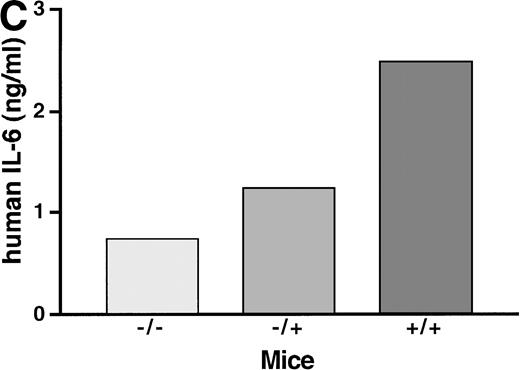 Fig. 2. Sensitization of target cells and increase of the plasma half- life of IL-6 in mice transgenic for the human soluble IL-6R. (A) Dose-response of the IL-6–induced hepatic acute phase protein expression. Haptoglobin expression in the liver of control mice (−/−) and heterozygous (−/+) and homozygous (+/+) mice was analyzed. Mice were injected intraperitoneally with various dosages of human IL-6 as indicated. Mice were killed 4 hours after injection. (B) Time course of the hepatic acute phase protein expression. Mice were injected intraperitoneally with 8 μg of human IL-6 and killed after the time periods indicated. Total RNA was prepared from the liver and subjected to Northern blot analysis. Filters were hybridized with a32P-labeled 0.9-kb HinfI restriction fragment of human haptoglobin cDNA. (C) Serum levels of human IL-6 in control mice or heterozygous (−/+) or homozygous (+/+) transgenic mice expressing the human soluble IL-6R were measured 4 hours after injection with a human IL-6–specific ELISA.