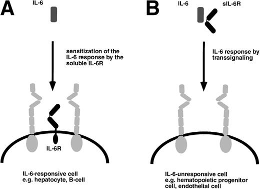 Fig. 3. Target cells of IL-6 and the IL-6/soluble IL-6R complex. (A) Cells that express gp130 (gray) and membrane bound IL-6R (black) are responsive to IL-6 and are sensitized by the presence of the soluble IL-6R. (B) Cells that only express gp130 but no membrane bound IL-6R are unresponsive to IL-6 but can be stimulated by the complex of IL-6 and soluble IL-6R.