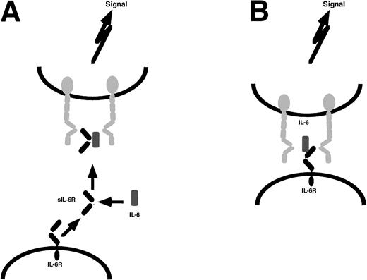 Fig. 8. gp130 stimulation via soluble or membrane-bound IL-6R. (A) A donor cell (bottom) releases the soluble IL-6R that, in the presence of IL-6, stimulates the target cell (top) to dimerize gp130 (gray) and initiate signal transduction. (B) The contact between donor cell (bottom) and target cell (top) is mediated by the membrane-bound IL-6R of the donor cell, IL-6, and the two gp130 molecules of the target cell leading to gp130 dimerization and signaling. For reasons of simplicity, on donor cells, gp130 has been omitted.