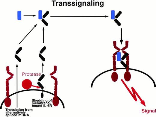 Fig. 1. Transsignaling of soluble receptors of IL-6 family. An IL-6R–expressing cell (left) releases a soluble receptor by shedding or alternative splicing. This soluble receptor binds IL-6 and induces homodimerization of gp130 on a target cell (right) that expresses gp130 but no IL-6R. In this model, the target cell in the absence of soluble IL-6R is not responsive to IL-6. gp130, red; IL-6R black; IL-6, blue. This transsignaling model holds also true for the IL-6 family cytokines IL-11 and CNTF.