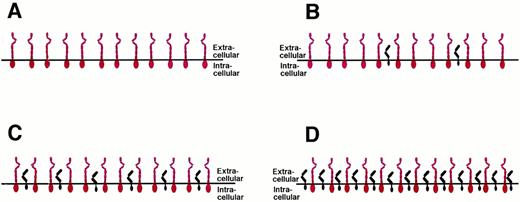 Fig. 9. Cellular responsiveness to IL-6 or IL-6/soluble IL-6R is determined by the expression levels of IL-6R. The number of the ubiquitously expressed gp130 protein (red) is believed to be rather constant on all cells of the organism. The number of the IL-6R molecules (black) varies on different cell types. See text for explanations.