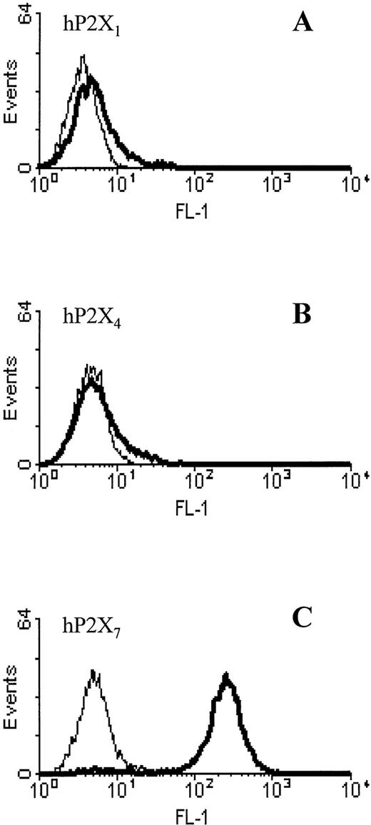 Fig. 1. Characterization of hP2X7 receptor MoAb by flow cytometry with HEK293 cells stably transformed with (A) hP2X1, (B) hP2X4, or (C) hP2X7. Cells detached with PBS plus 1 mmol/L EDTA were incubated on ice with 15 μg/mL purified antibody for 30 minutes. The MoAb (bold line) was detected with an FITC-labeled sheep antimouse F(ab′)2fragment. An IgG2b antibody (thin line) was used as an isotype control.