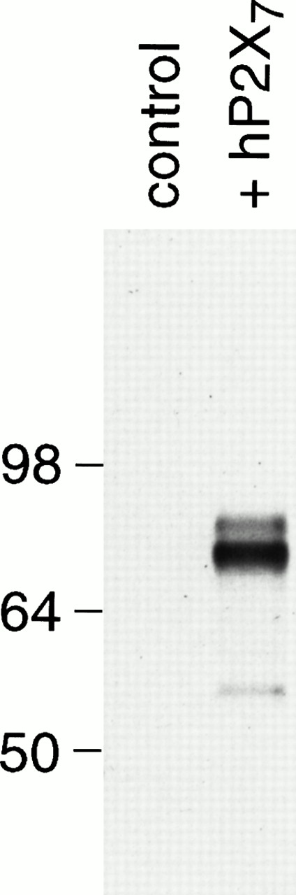Fig. 3. Immunoprecipitation of hP2X7 receptor from stably transfected XS63 cells with MoAb. Biotinylated surface proteins from XS63 cells, transfected with either human P2X7 cDNA or vector alone (control lane), were immunoprecipitated with the antihuman P2X7 MoAb. The band was visualized using a streptavidin-peroxidase conjugate. Markers at left are in kilodaltons of protein.