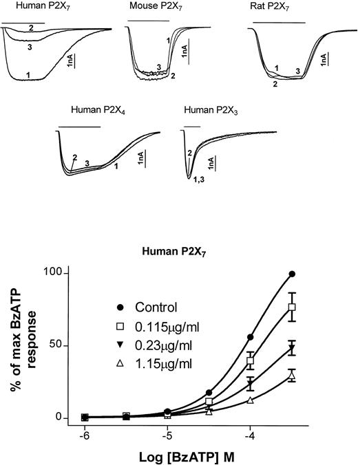 Fig. 5. Inhibition of nucleotide-induced currents in HEK293 cells stably transfected with hP2X7 by MoAb. (A) Comparison of effects on various P2X receptors. In each panel, an initial application of an appropriate purinergic agonist (see Materials and Methods) was made to HEK293 cells stably transfected with one of five P2X receptors (line 1). Cells were incubated with the MoAb (1.15 μg/mL) for 10 minutes and a second application of the same agonist was made in the presence of the MoAb (line 2). A final application of the agonist was made after 10 minutes of washing (except for hP2X7, which was for 30 minutes) in the absence of the MoAb (line 3). (B) Concentration-dependent inhibition of hP2X7 channel function by the MoAb. Points represent the percentage of maximal current after incubating cells for 10 minutes in varying concentrations of the MoAb.