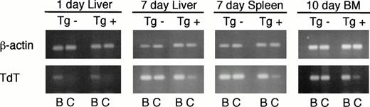 Fig. 2. RT-PCR analysis of TdT expression in sorted early (B) and late (C) pro-B cells from neonatal Eμ-ret (Tg+) and transgene-negative (Tg−) mice. Shown are ethidium bromide staining patterns of 26 (β-actin) or 30 cycles (TdT) of amplification resolved on a 1.5% agarose gel.