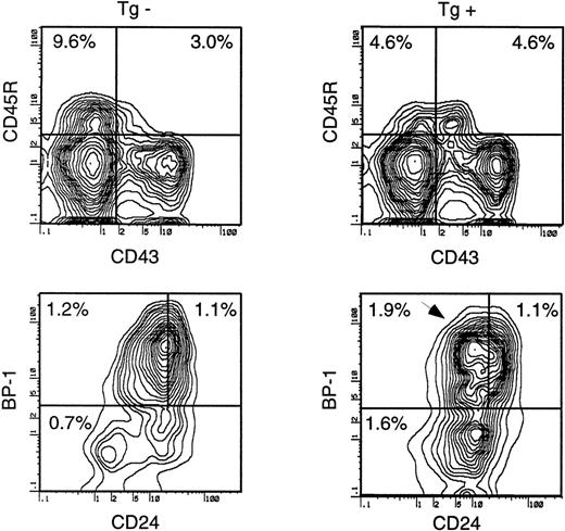Fig. 3. Flow cytometry of day 19 fetal livers showing separation of B-lineage subsets in Eμ-ret (Tg+) and transgene-negative (Tg−) mice. In the upper diagrams, B-lineage cells (CD45R+) are resolved from total liver cells into less differentiated (CD43+) and more differentiated subsets (CD43−). The percentages of CD45R+CD43− (left upper quadrant) and CD45R+CD43+ (right upper quadrant) cells among total liver cells are shown in the corresponding quadrant. In the lower diagrams, CD45R+CD43+ cells are further resolved into BP-1− early pro-B (bottom region), CD24+BP-1+ late pro-B (upper left region), and CD24++ BP-1+ early pre-B cells (upper right region) and their percentages are shown in their corresponding region. An arrow points to a population of late pro-B cells that expresses high levels of BP-1, as previously observed in the bone marrow of 3-to 5-week-old Eμ-ret mice.