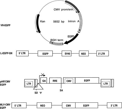 Fig. 1. Diagrams of the plasmid and vectors expressing EGFP. Cartoons of the expression plasmid VR-EGFP, the MoMuLV-based vector encoding EGFP used in the packaging cell line PG-13, and the reporter gene vectors pHR′-CMV-EGFP and MLV-CMV-EGFP used in the transient packaging system. VR-EGFP contains a CMV promoter/enhancer (CMV prom/enh) and intron from CMV, the EGFP gene and bovine growth hormone polyadenylation signal (BGH term) in a plasmid-encoding kanamycin resistance (Kan). L-EGFP-SN is an MoMuLV-based vector containing the 5′LTR and 3′LTR from MoMuLV, the EGFP gene, an SV40 early promoter, and the bacterial neomycin phosphotransferase gene (NEO). pHR′-CMV-EGFP is a lentiviral vector containing HIV-1–derived elements, including the 5′LTR and 3′LTR, the splice donor (SD) and splice acceptor (SA), the packaging signal (Ψ), a portion of the gag encoding region (GA), a CMV prom/enh (CMV), and the EGFP gene. MLV-CMV-EGFP is another MoMuLV-based vector containing the 5′LTR and 3′LTR of MoMuLV, the bacterial neomycin phosphotransferase gene (NEO), the CMV prom/enh (CMV), and the EGFP gene.