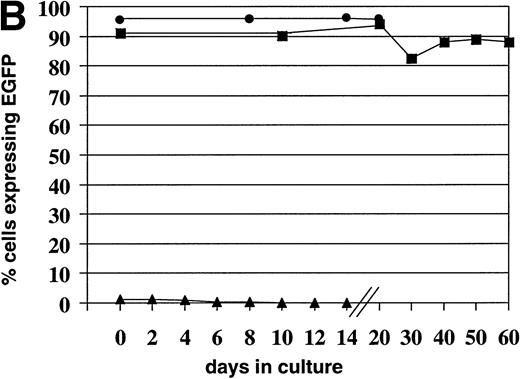 Fig. 2. Stability of EGFP expression in leukemia cells in culture. Stability of EGFP expression in leukemia cells in culture after transfection with the expression plasmid (▴) VR-EGFP and transduction by the retroviral vector (▪) L-EGFP-SN and the lentiviral vector (•) pHR′-CMV-EGFP. The transfected cells and the lentiviral-transduced cells were not FACS sorted before culture, but the retroviral-transduced cells were. Day 0 is 48 hours after transfection or transduction. (A) Nalm-6 cells; (B) Reh cells.