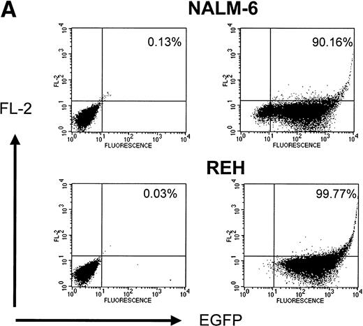 Fig. 5. (A) Transduction of leukemia cell lines with HIV-1–based lentiviral vectors. Transduction of Nalm-6 and Reh cells with the lentiviral vector pHR′-CMV-EGFP. (Left panels) untransduced cells; (right panels) transduced cells; (upper panels) Nalm-6 cells; (lower panels) Reh cells. (B) Comparison of retroviral- and lentiviral-mediated gene transfer in leukemia cell lines on (▧) fibronectin (50 μg/mL) and (▪) BSA (2%).
