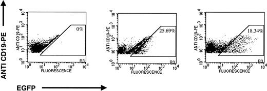 Fig. 7. Transduction of patient no. 1 primary B-precursor ALL cells with MLV-CMV-EGFP and pHR′-CMV-EGFP. X-axis, EGFP fluorescence; Y-axis, anti–CD19-PE. (Left panel) Mock-transduced cells; (center panel) cells transduced with MLV-CMV-EGFP; (right panel) cells transduced with pHR′-CMV-EGFP.