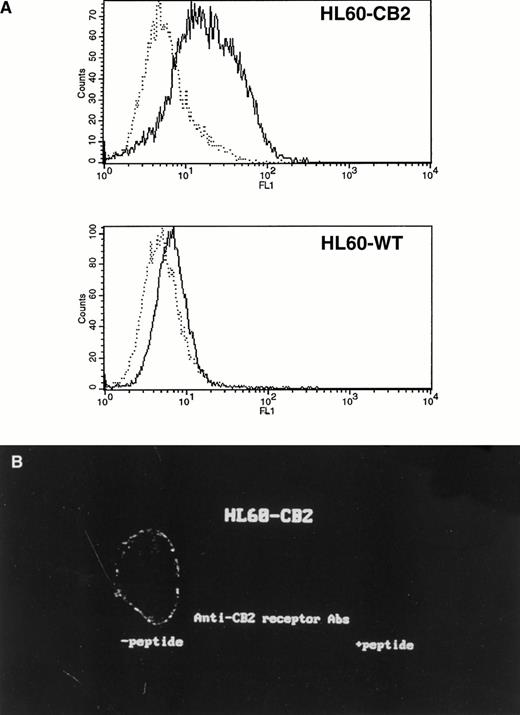 Fig. 2. (A) Flow cytometric analysis of the labeling of HL60 cells transfected with CB2 receptor cDNA (HL60-CB2) by anti-CB2 receptor Abs. After formaldehyde fixation and saponin permeabilization, HL60-CB2 (top histogram) and wild-type HL60 cells (bottom histogram) were labeled with anti-CB2 receptor Abs preincubated (dotted line) or not (solid line) with the C-terminal peptide of the CB2 receptor. (B) Confocal microscopic analysis of the localization of CB2 receptors in HL60-CB2 cells. The left side corresponds to HL60-CB2 stained with anti-CB2 receptor Abs and the right side corresponds to HL60-CB2 stained with anti-CB2 receptor Abs preincubated with the C-terminal peptide as negative control.