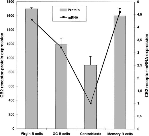 Fig. 5. Analysis of the regulation of expression of CB2 receptors during B-cell differentiation. Human tonsillar B-cell subsets were analyzed by flow cytometry (□) and by RT-PCR (▪) to quantitate CB2 receptor expression at the protein and transcript levels, respectively. For flow cytometric study, phenotypes of virgin B cells (IgD+ CD38−), GC B cells (IgD− CD38+), centroblasts (IgD− CD77+), and memory B cells (IgD− CD38− CD44+) were performed on tonsillar B cells as indicated in Materials and Methods. Results are the mean ± SD from three different donors and were calculated as described in Fig 3. For RT-PCR, the level of mRNA in each subset was quantitated from 2 × 105 virgin B cells, GC B cells, centroblasts, or memory B cells sorted by FACS. CB2-receptor mRNA contents were normalized with that of β2-microglobulin and are expressed in arbitrary units. This experiment was repeated from two different donors with similar results.
