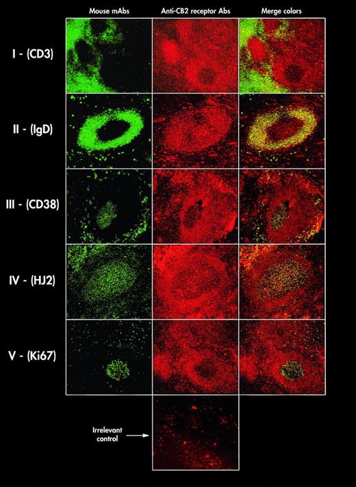 Fig. 4. In situ localization of CB2 receptors on tonsil tissue sections. Frozen tissue sections were simultaneously labeled with MoAbs characterizing different anatomical compartments in tonsils and with anti-CB2 receptor Abs. The MoAb labeling are displayed in the first column and are green-colored: CD3 (I); anti-IgD (II); CD38 (III); anti-follicular dendritic cells (IV); anti-Ki67 (V). The anti-CB2 receptor Ab labelings are displayed in the second column and are red-colored. The last line shows an irrelevant control performed with the specific peptide as described in Fig 2. The third column shows the merge colors. These data are representative of three different tonsils.