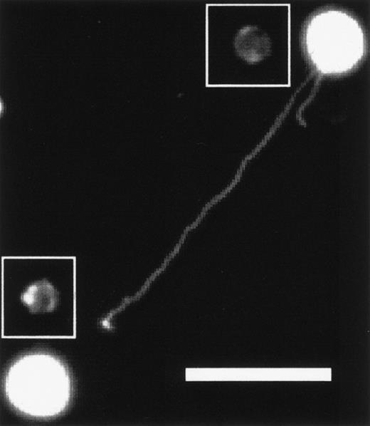 Fig. 1. KG1a cell projecting a magnupod that is approximately 94-μm long toward a neighboring cell. The surface was coated with fibronectin and a 20× objective was used. The scale bar is 50-μm long. The contrast of the image has been enhanced so that the podia are visible. Unenhanced images of the cells have been inserted into the figure so the actual size of the cells is more obvious.