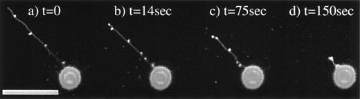 Fig. 2. KG1a cell retracting a magnupod. Four images were taken at various time intervals. Image (a) was taken at t = 0, (b) at t = 14 seconds, (c) at t = 75 seconds, and (d) at t = 150 seconds. The corresponding lengths of the magnupod are 77, 58, 42, and 14 μm, respectively, resulting in a retraction rate of approximately 0.4 μm/s. The scale bar is 50-μm long.