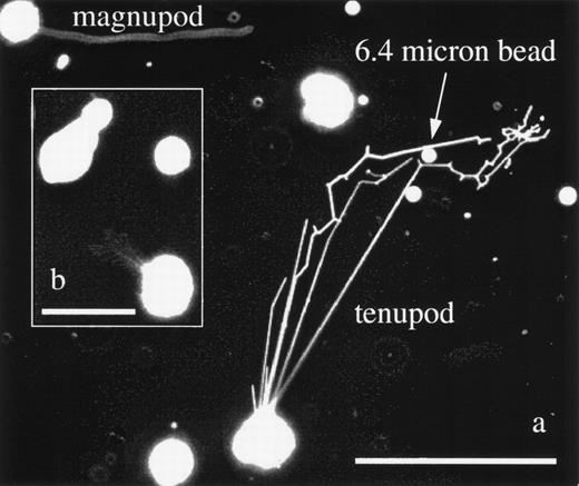 Fig. 4. (a) KG1a cells displaying both podia morphologies. The cell in the upper left corner has extended a 114-μm long magnupod, whereas the other cell has deployed multiple tenupodia. One tenupod has extended in the direction of a 6.4-μm plastic bead before bifurcating and heading off to the right of the image, where it appears to have located whatever factor was attracting it. The scale bar is 100-μm long. (b) This inset image shows a KG1a cell with a highly branched tenupod network that has extended toward a neighboring KG1a cell that was migrating via a lamellapodia. The scale bar is 50-μm long.