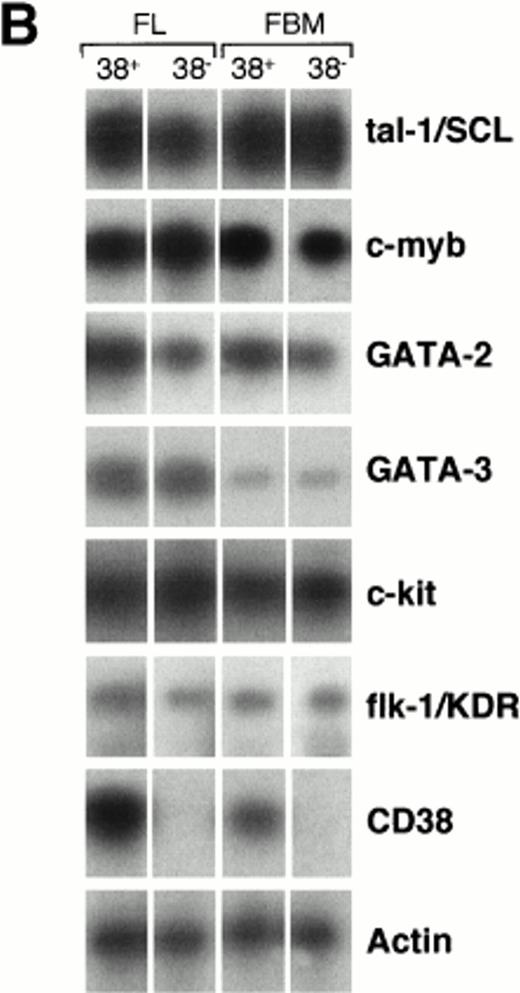 Fig. 3. Expression of hematopoiesis-regulating factors by HSCs sorted from 12- to 29-week fetal liver (FL) and bone marrow (FBM). (A) CD34/CD38 two-color stainings of mononucleated cells from 12-week FL and 20-week FBM. The percentages of cells that fall within each of the sorting gates are indicated. The purity of recovered populations was ascertained by PCR-amplification of CD38 cDNA, as shown in (B). (B) Semiquantitative RT-PCR analysis of hematopoiesis-specific genes in the selected CD34+CD38+ and CD34+CD38− cell subsets. Each track is representative of at least four experiments performed on subpopulations sorted from different organs of various stages (see Materials and Methods). Negative control with no cDNA added was included in each PCR experiment and the product size was checked by running molecular weight markers. The amplified products were transferred to nylon membranes and hybridized with internal specific 32P-labeled cDNA probes. Autoradiography was prolonged for 18 hours for flk-1/KDR PCR products but did not exceed 2 hours for the other gene products. Signals obtained for β-actin amplification were used as reference to normalize quantitative differences between cDNA samples.