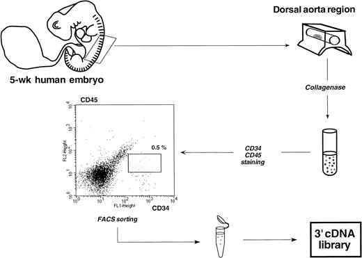 Fig. 4. Schematic representation of the protocol used to sort rare double-stained CD34+CD45+ HSCs contained in the aorta of a single 5-week human embryo. Less than 20 double-positive cells were finally recovered from 30,000 total cells obtained after collagenase dissociation. An analogous protocol was used to sort CD34+CD45+ and CD34+CD38− HSCs from a 5- and a 6.5-week embryonic liver, respectively.