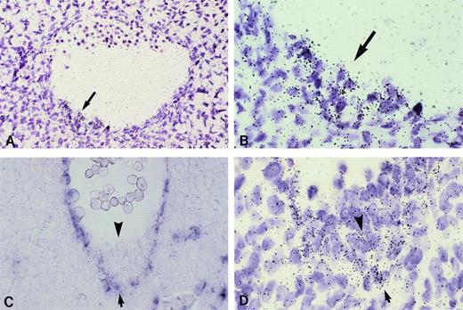 Fig. 2. Expression of growth factor receptors by CD34+ aorta-associated cells from 5-week human embryos. (A) All cells within hematopoietic clusters (arrow) are uniformly labeled upon hybridization of a c-kit 35S-labeled riboprobe (original magnification × 260). (B) higher magnification of (A; original magnification × 650). (C) Flk-1/KDR transcripts are detectable in aorta endothelial cells upon hybridization of a DIG-labeled riboprobe (arrow), whereas intra-aortic hematopoietic clusters are unlabeled (arrowhead; original magnification × 200). (D) Hybridization of a radioactive flk-1/KDR probe allows to evidence positive cells in the innermost layer within hematopoietic foci (arrowhead; original magnification × 650). No signals were observed upon hybridization of sense riboprobes (not shown).