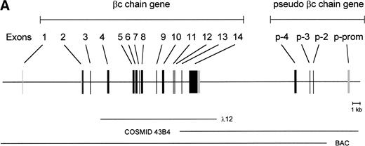 Fig. 1. Schematic representation of the human IL-3/IL-5/GM-CSFR β chain gene and the remains of a βc pseudogene. (A) The βc chain gene spans 25 kb and is divided into 14 exons, while of the pseudogene, only a part of the promoter and exons 2, 3, and 4 are identified (p-prom, p-2, p-3, and p-4). Coding regions are shown in black, noncoding are shown regions in gray. The phage, cosmid, and BAC clones used to characterize the locus are also indicated. (B) Alignment of the homologous regions of the βc chain gene and the pseudogene. The upper strand represents the βc chain sequence (numbers are relative to the transcription start site); the lower strand represents the pseudogene sequence (numbers are according to BAC clone F45C1). The translation start site is boxed (exon2). The p-promoter region, p-exon2, p-exon3, and p-exon4 have homology of 80%, 85%, 95%, and 89% with the βc gene, respectively.