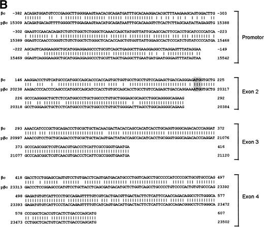 Fig. 1. Schematic representation of the human IL-3/IL-5/GM-CSFR β chain gene and the remains of a βc pseudogene. (A) The βc chain gene spans 25 kb and is divided into 14 exons, while of the pseudogene, only a part of the promoter and exons 2, 3, and 4 are identified (p-prom, p-2, p-3, and p-4). Coding regions are shown in black, noncoding are shown regions in gray. The phage, cosmid, and BAC clones used to characterize the locus are also indicated. (B) Alignment of the homologous regions of the βc chain gene and the pseudogene. The upper strand represents the βc chain sequence (numbers are relative to the transcription start site); the lower strand represents the pseudogene sequence (numbers are according to BAC clone F45C1). The translation start site is boxed (exon2). The p-promoter region, p-exon2, p-exon3, and p-exon4 have homology of 80%, 85%, 95%, and 89% with the βc gene, respectively.