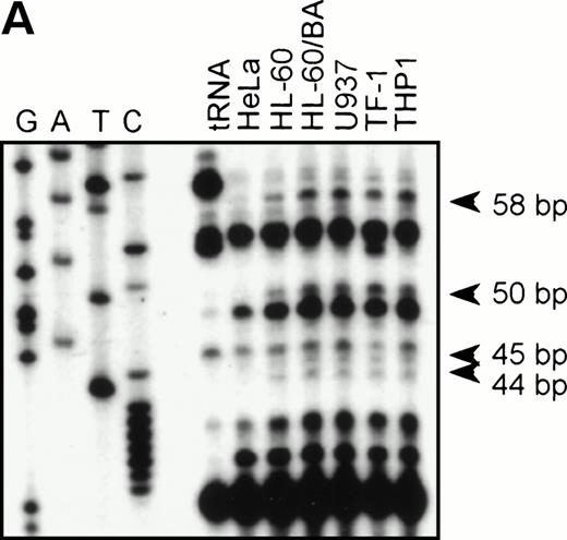 Fig. 2. RNase protection and sequence alignment of the proximal promoter region of the human and mouse βc chain genes. (A) RNase protection was used to determine transcription start sites. Specific protected fragments of 44, 45, 50, and 58 nucleotides were observed in βc expressing HL-60, butyric acid (BA)-treated HL-60, U937, TF-1, and THP-1 cell lines, but not in the HeLa and tRNA control lanes. The integrity of these start sites was confirmed by 5′ RACE analysis on HL-60–derived polyA+ RNA. (B) The putative TFIID/TBP binding sites are indicated in boldface and underlined, the first exons are indicated in bold face, and transcription start sites, identified by RNase protection and 5′ RACE, are indicated by asterisks. Several putative binding sites for different transcription factor families, including cEts, cMyb, MZF-1, GATA-1, STAT, cMyc, and C/EBP are identified in the human sequence. Ets-binding sites studied in this report are named −65 and −45 and are indicated in boldface. Furthermore, these elements are conserved in the murine sequence.