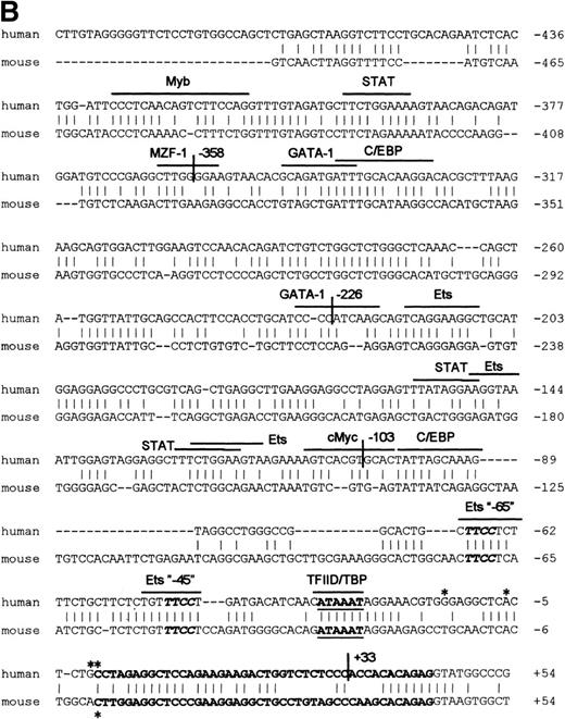 Fig. 2. RNase protection and sequence alignment of the proximal promoter region of the human and mouse βc chain genes. (A) RNase protection was used to determine transcription start sites. Specific protected fragments of 44, 45, 50, and 58 nucleotides were observed in βc expressing HL-60, butyric acid (BA)-treated HL-60, U937, TF-1, and THP-1 cell lines, but not in the HeLa and tRNA control lanes. The integrity of these start sites was confirmed by 5′ RACE analysis on HL-60–derived polyA+ RNA. (B) The putative TFIID/TBP binding sites are indicated in boldface and underlined, the first exons are indicated in bold face, and transcription start sites, identified by RNase protection and 5′ RACE, are indicated by asterisks. Several putative binding sites for different transcription factor families, including cEts, cMyb, MZF-1, GATA-1, STAT, cMyc, and C/EBP are identified in the human sequence. Ets-binding sites studied in this report are named −65 and −45 and are indicated in boldface. Furthermore, these elements are conserved in the murine sequence.
