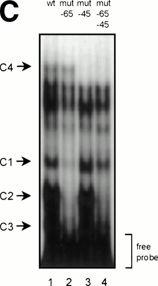 Fig. 5. GGAA binding proteins regulate βc chain promoter activity. (A) Cotransfection of Ets family members cEts-1, PU.1, and GABP enhances promoter activity in fibroblasts. COS-1 cells were transfected with 2 μg of promoter and 6 μg of Ets expression vector or pSG5 (negative control). Promoter activity of the constructs −2100/+600 and −226/+33 is enhanced 8 to 10 times, whereas construct −103/+33 is activated only 3 times, probably due to the high basal activity of −103/+33 in COS cells. (□) pSG5; (▨) cEts; (▪) PU.1; (▧) GABP+β. (B) Ets-binding sites −65 and −45 are crucial for promoter activity. Both binding sites were mutated in the −103/+33 construct and tested for promoter activity. Both single mutations and the double mutation show a clear decrease in promoter function in both U937 and HL-60 cells. Values are the mean of at least four independent experiments; the error bars indicate the standard deviation. LacZ determination was used to correct for transfection efficiency. (C) Point mutations in Ets-binding sites −65 and −45 prevent binding of several protein complexes. The −103/+33 fragments were used in a band shift assay, using 10 μg of nuclear extract HL-60 cells. When site −65 is mutated, complexes C2 and C3 are no longer observed (lanes 2 and 4), whereas binding of C1 is also decreased. Mutation of site −45 prevents complex C4 from binding (lanes 3 and 4). Similar results were obtained when using U937 cells (data not shown).