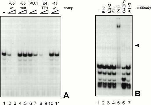 Fig. 6. GGAA element −65 specifically binds PU.1. (A) An oligonucleotide encompassing the Ets-binding site −65 was used in a band shift assay with nuclear extracts of HL-60 cells. One prominent and several minor complexes are observed (lane 1). All complexes can be competed with a 10- to 100-fold molar excess of cold self oligo (lanes 2 and 3), but not with mutant oligo (lanes 4 and 5), indicating that the complexes bind specifically. Binding is also inhibited by addition of the PU.1 binding element of the G-CSFR and by E4TF1, a sequence that binds GABP, but not by element −45 (lanes 6 through 11). (B) To identify the protein(s) binding to −65, 2 μg of specific antibody against different Ets family members was added before the addition of the probe. Anti-ATF3 was used as a negative control. Complexes are only supershifted when anti-PU.1 is added (lane 5). The arrow indicates a nonspecific complex that appears after addition of anti-GABP (lane 6). However, this complex is also observed when no nuclear extract is added (data not shown). These results show that PU.1 binds to element −65. Similar results were obtained when using U937 cells (data not shown).