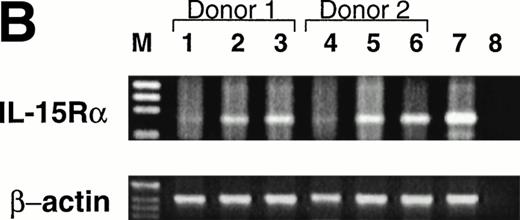 Fig. 4. Expression of CD122 (IL-2/15Rβ) protein and IL-15R mRNA on CD34+ HPCs after culture in FL or KL. (A) Flow cytometric analysis of CD122 on freshly isolated CD34+HPCs (day 0) or CD34+ HPCs cultured in FL or KL for 10 days. The percentage of CD34+CD122+ cells (gated population) is indicated for each condition. (B) RT-PCR for IL-15R mRNA transcript expression. CD34+ HPCs from 2 donors were examined for IL-15R on day 0 (lanes 1 and 4), day-10 culture in KL (lanes 2 and 5), day-10 culture in FL (lanes 3 and 6), and 10-day culture in FL followed by culture in IL-15 for 14 days (lane 7). Lane 8 was H2O control. RT-PCR analysis was performed as described in Materials and Methods.