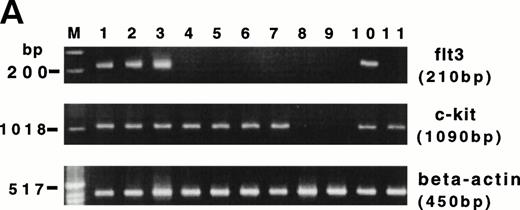 Fig. 6. (A) RT-PCR analysis of flt3 and c-kit mRNA expression in HPCs and various lymphocyte populations. Lanes 1 through 3, purified CD34+ HPCs from 3 normal BM donors; lanes 4 and 5, CD56+CD3− NK cells generated from CD34+ HPCs after culture in FL plus IL-15 for 3 weeks; lanes 6 and 7, CD56bright blood NK cells; lanes 8 and 9, CD56dim blood NK cells from two normal blood donors; lane 10, unfractionated PBL; lane 11, blood CD3+ T cells. (Below) Human β-actin control of the identical samples. (B) Proliferation of CD56bright NK cells in response to various concentrations of IL-2, IL-2 plus FL (100 ng/mL), and IL-2 plus KL (100 ng/mL). The results are representative of three separate experiments and indicate the mean cpm ± SEM of triplicate measures.