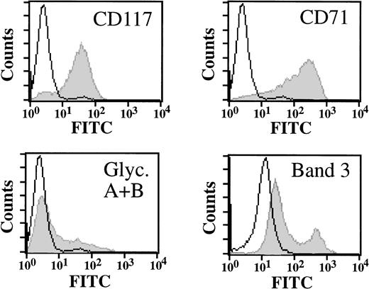 Fig. 2. Cell surface expression profile of erythroid progenitor cells. Erythroid progenitor cells were analyzed by flow cytometry for expression of c-kit/SCF receptor (CD117), transferrin receptor (CD71), glycophorin A/B, and band 3 as indicated (grey). Control cells were incubated with FITC-labeled secondary antibody only (white). Cells at day 9 of culture are shown.
