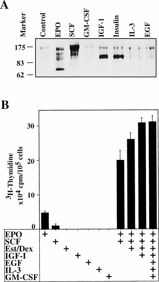 Fig. 3. Erythroid progenitor cells respond to Epo, SCF, IGF-1, and insulin. (A) Erythroid progenitor cells were analyzed for specific responses to Epo, SCF, GM-CSF, IGF-1, insulin, IL-3, and EGF by Western blotting and staining with phosphotyrosine-specific monoclonal antibody (4G10). One hundred micrograms of protein lysate per lane. Control, no factor added. Cells at day 9 of culture are shown. (B)3H-thymidine incorporation in response to factor of the same cell preparation shown in (A). Factors were applied individually or in various combinations as indicated. 3H-thymidine incorporation was determined 48 hours after the addition of factors; for details see Materials and Methods.