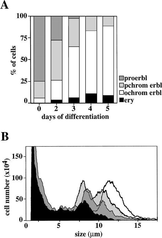 Fig. 5. Kinetics of in vitro differentiation of erythroid progenitor cells. (A) Aliquots of the cultures shown in Fig 4 were evaluated for the proportion of proerythroblasts (proerbl), polychromatic and orthochromatic erythroblasts (pchrom and ochrom erbl, respectively), and erythrocytes (ery). (B) Cell size profile of the same cells as shown in (A) demonstrate reduction in cell size during differentiation: undifferentiated cells, white; differentiated cells at 24, 48, and 72 hours, grey, dark grey, and black, respectively.