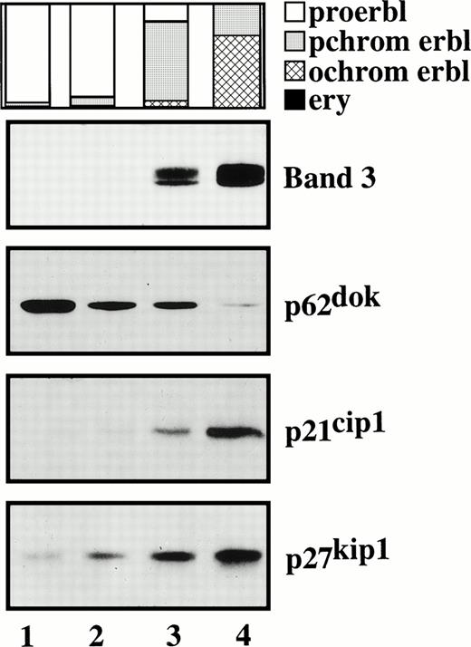 Fig. 7. p62dok, p21cip1, and p27kip1 expression in proliferating and differentiating erythroid cells. SCF/Epo-dependent erythroid progenitor cells at different stages of differentiation were analyzed for p62dok, p21cip1, and p27kip1expression by Western blotting. Band 3 expression is shown to demonstrate efficient differentiation. Lane 1, undifferentiated progenitor cells at day 9 of culture. Lanes 2 through 4, differentiated cells at day 3 of differentiation following fractionation by Percoll density centrifugation. Samples were normalized for equal protein loading per lane (30 μg). The proportion of proerythroblasts, polychromatic and orthochromatic erythroblasts, and erythrocytes is indicated.