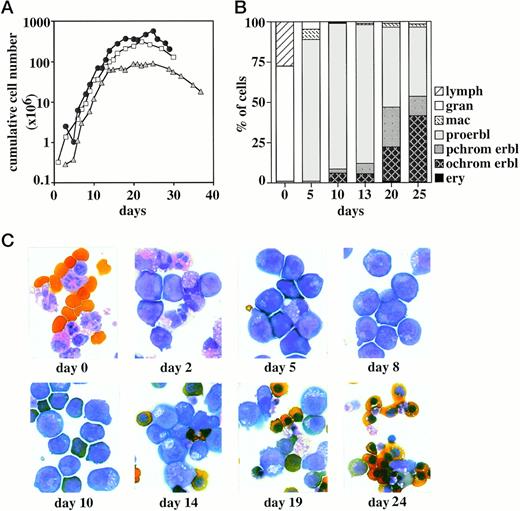 Fig. 1. Growth kinetics of erythroid progenitor cells from cord blood. (A) Human erythroid progenitor cells from cord blood were grown in liquid culture in the presence of SCF, Epo, IGF-1, dexamethasone, and estrogen. Cumulative cell numbers (calculated per 10 mL cord blood) of three representative experiments determined in regular time intervals are shown. (B) Aliquots of the cultures shown in (A) were subjected to cytocentrifugation and staining with neutral benzidine and histological dyes and analyzed for the proportion of proerythroblasts (proerbl), polychromatic and orthochromatic erythroblasts (pchrom and ochrom erbl, respectively), erythrocytes (ery), granulocytes (gran), macrophages (mac), and lymphocytes (lymph). The starting cell population (day 0) consisted mainly of granulocytes, monocyte/macrophages, lymphocytes, and some blast-like progenitor cells. Only nucleated cells are evaluated at day 0. (C) Photographs of the cells shown in (A) and (B) after cytocentrifugation and histological staining.
