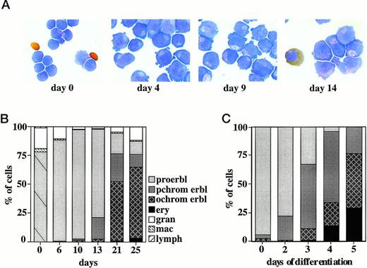 Fig. 6. In vitro growth and differentiation of erythroid progenitors from CD34+ peripheral blood stem cells. (A) Erythroid progenitors from CD34+ peripheral blood stem cells (starting cell population, day 0) were grown in liquid culture in the presence of SCF, Epo, IGF-1, dexamethasone, and estrogen. At days 4, 9, and 14 of culture, cells were subjected to cytocentrifugation and staining with neutral benzidine plus histological dyes. (B) Cultures of erythroid progenitors from CD34+ peripheral blood stem cells shown in (A) were analyzed for proportion of proerythroblasts (proerbl), polychromatic and orthochromatic erythroblasts (pchrom and ochrom erbl, respectively), erythrocytes (ery), granulocytes (gran), macrophages (mac), and lymphocytes (lymph). The starting cell population (day 0) consisted mainly of small progenitor cells (striped box) and some granulocytes and macrophages as indicated. At day 0, only nucleated cells are evaluated. (C) Erythroid progenitor cells were induced to differentiate in the presence of Epo and insulin (see Materials and Methods). After 2, 3, 4, and 5 days of differentiation, cells were subjected to cytocentrifugation and staining with neutral benzidine and histological dyes and evaluated for the proportion of proerythroblasts, polychromatic and orthochromatic erythroblasts, and erythrocytes as in (B).