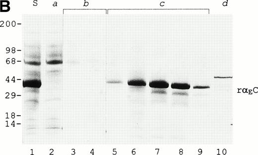 Fig. 1. Purification of rEC by anion exchange chromatography. Crude fermentor supernatant was dialyzed and injected (10 mL) onto a 1-mL Mono Q HR 5/5 anion exchange column pre-equilibrated with the same buffer, as described in Materials and Methods. Bound protein was eluted with a 20-mL linear salt gradient (20 mmol/L Tris, pH 7.5, to 1 mol/L NaCl, 20 mmol/L Tris, pH 7.5) and fractions (1 mL) were collected. (A) Elution profile with absorbance plotted as a solid line (scale on the left) and the salt gradient (M NaCl) as the broken line (scale on the right). (B) Evaluation of fractions by SDS-PAGE. Fraction samples were run on 4% to 20% gradient SDS-PAGE under reducing conditions. S denotes crude fermentor supernatant. Lanes corresponding to sequentially collected fractions under the following peaks are indicated with lowercase letters: peak a, pooled flow-through; peak b, two fractions; peak c, four fractions; peak d, one fraction. Eluted material was deliberatedly overloaded on the gel to enhance detection of minor contaminants.